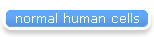 normal human cells